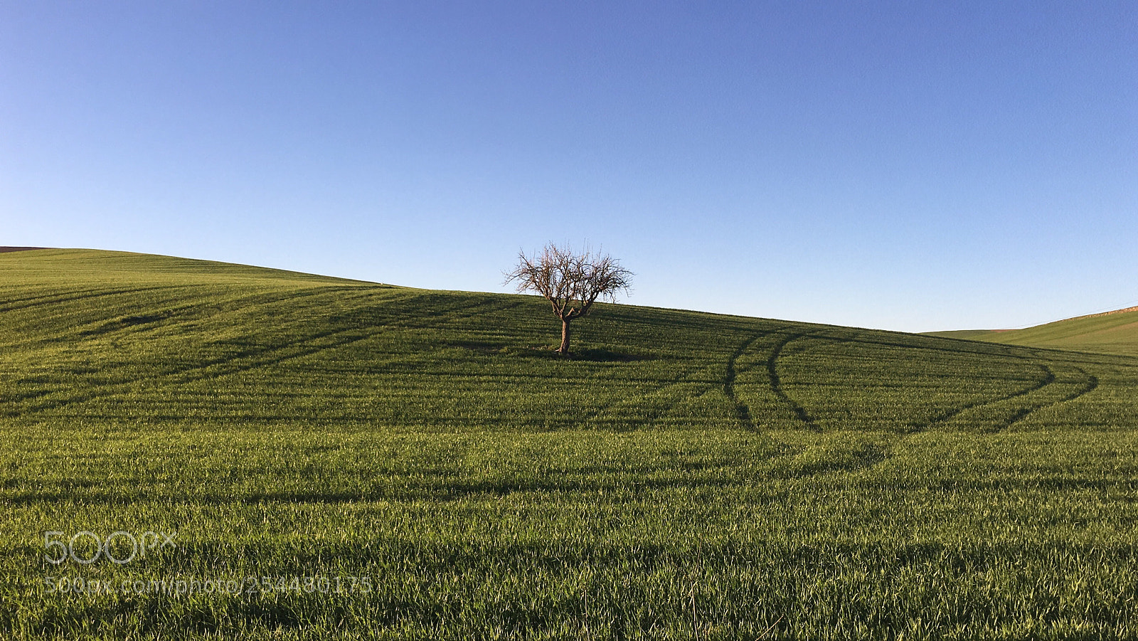 Apple iPhone 6s Plus sample photo. Solo photography