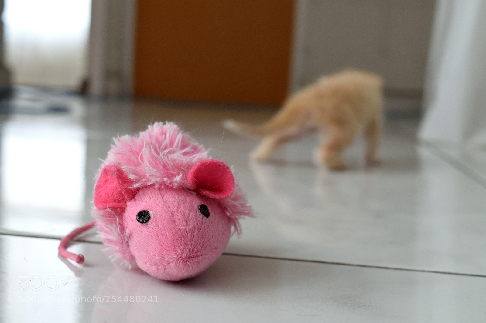 Nikon D3300 sample photo. Epic rivalry! photography