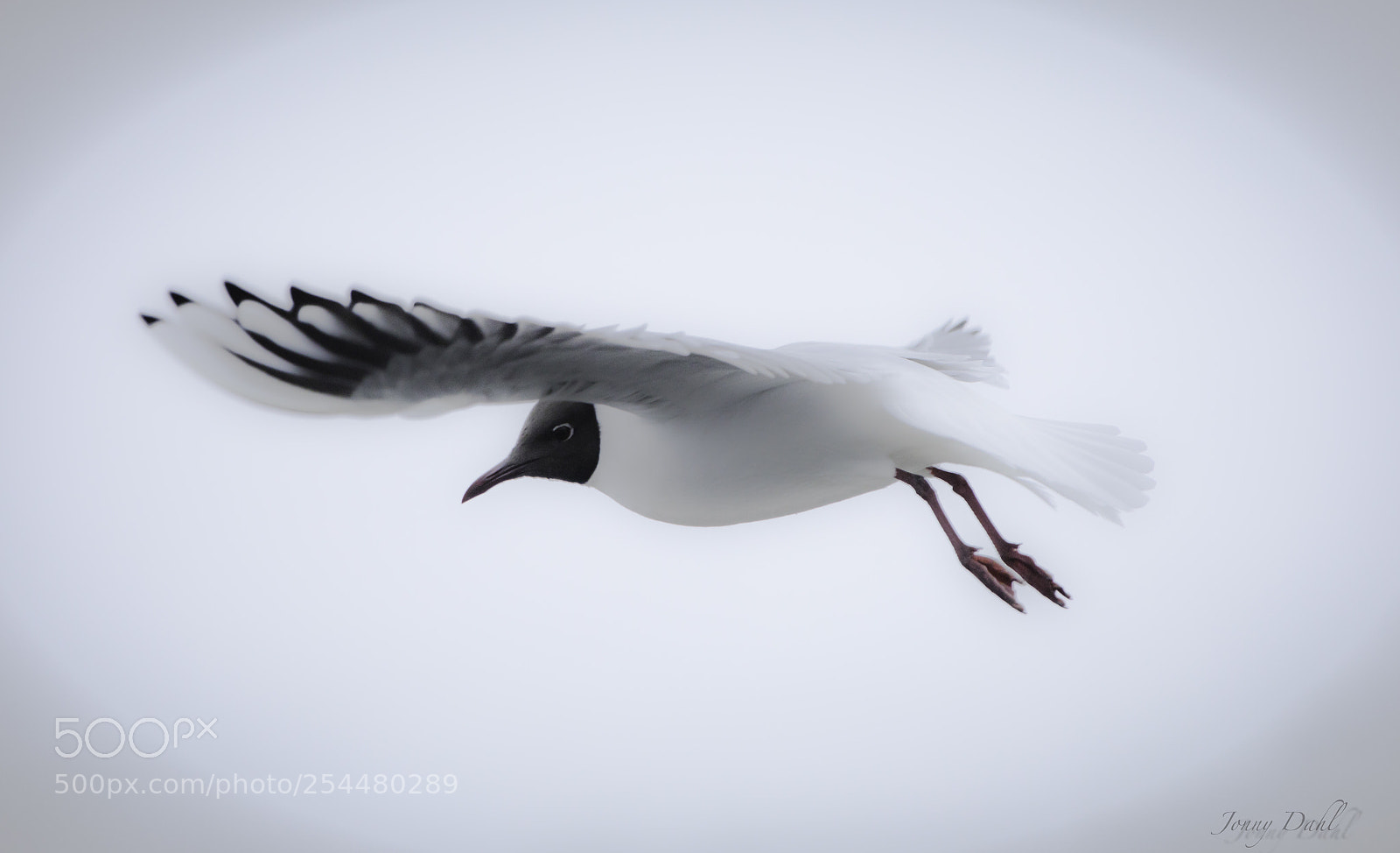 Canon EOS 5D Mark IV sample photo. Flying in the sky photography
