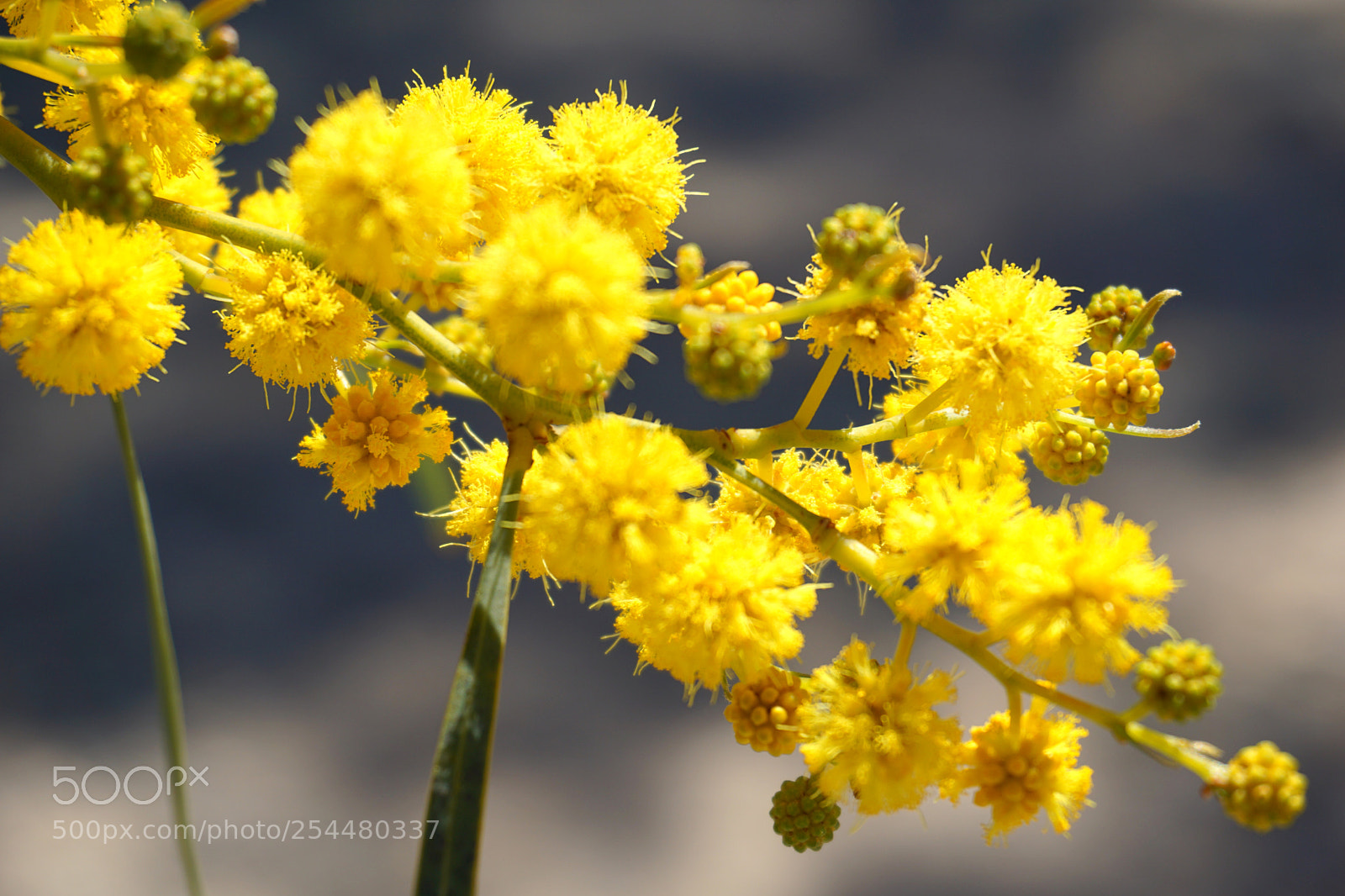 Sony a5100 sample photo. 14.jpg photography