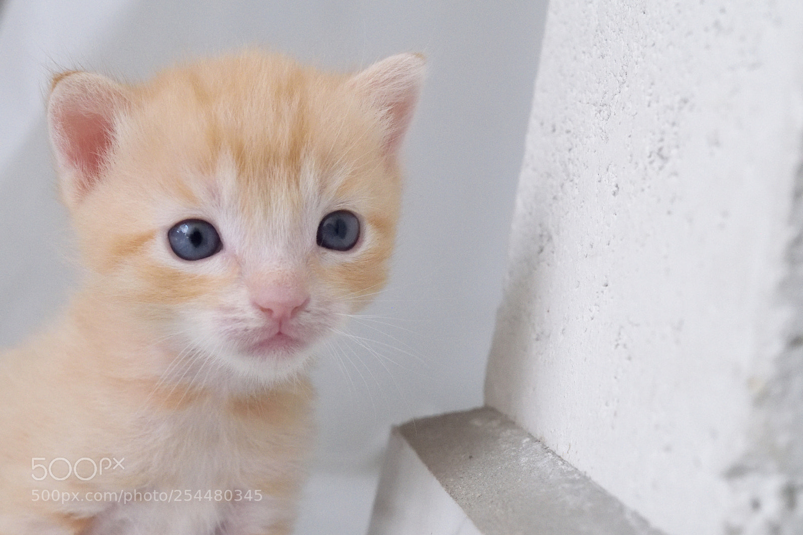 Nikon D3300 sample photo. My little model photography