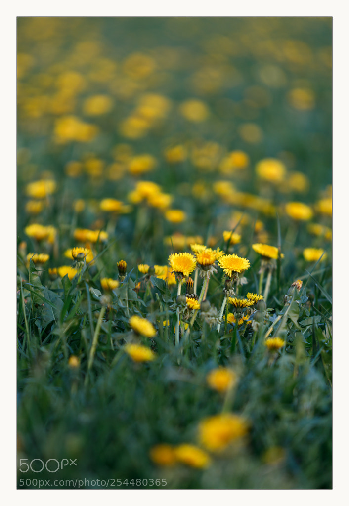 Canon EOS 5D Mark IV sample photo. _dandelion photography