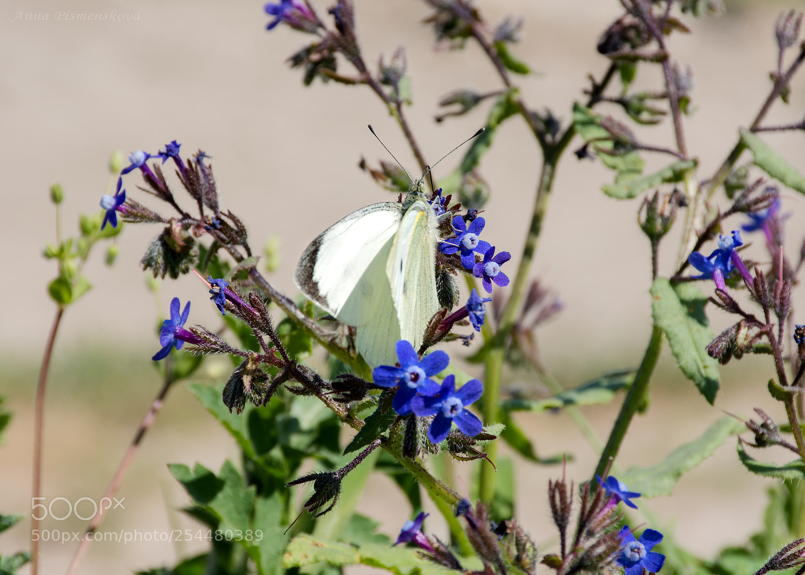 Nikon D7200 sample photo. White butterfly on flower photography