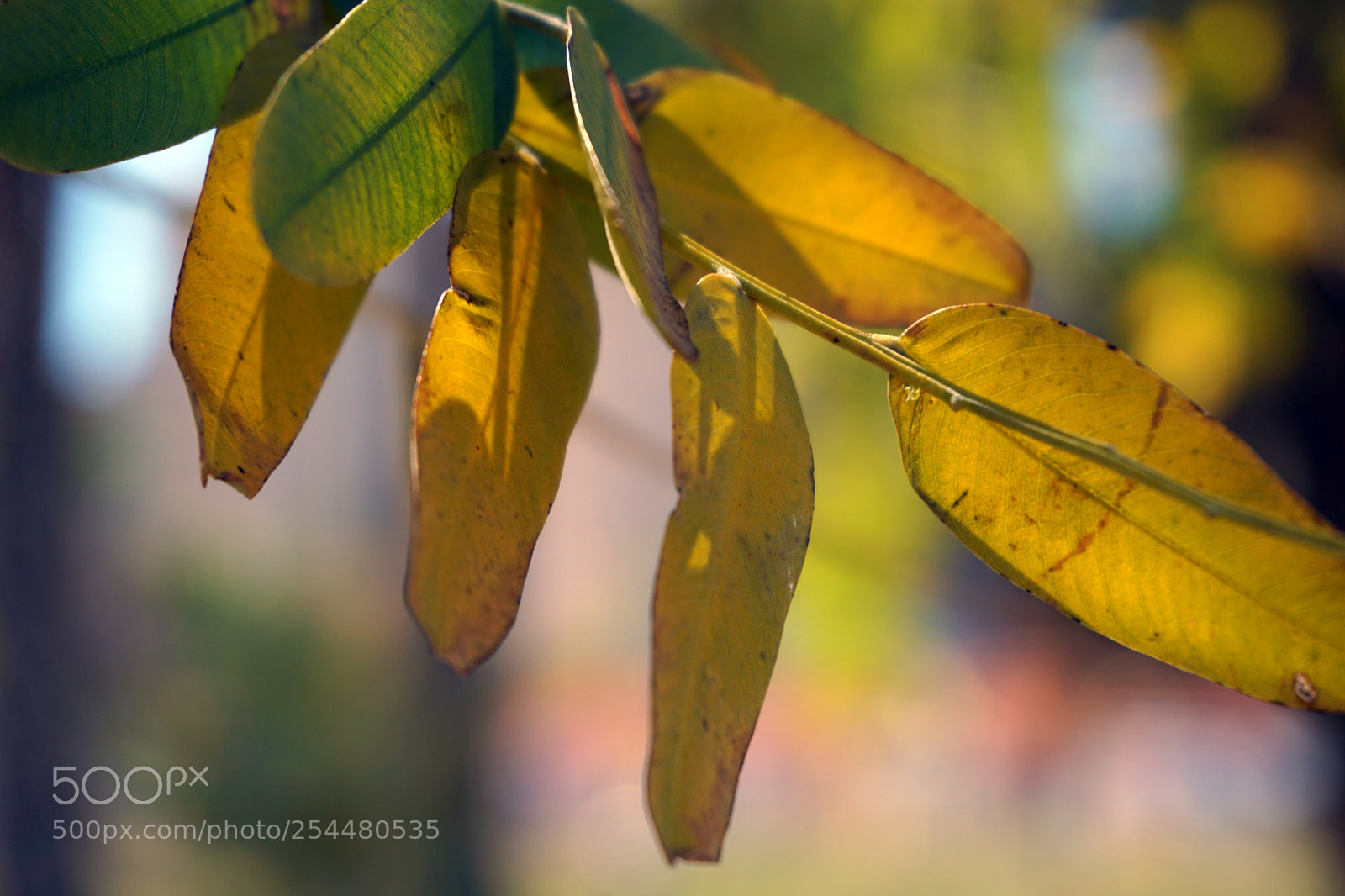 Sony a5100 sample photo. Hojas verdes y amarillas photography