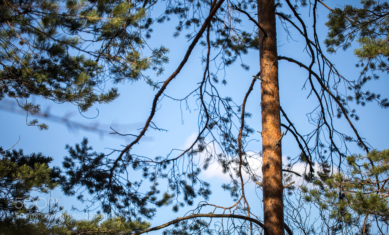 Canon EOS 5D Mark IV sample photo. Forest sky photography