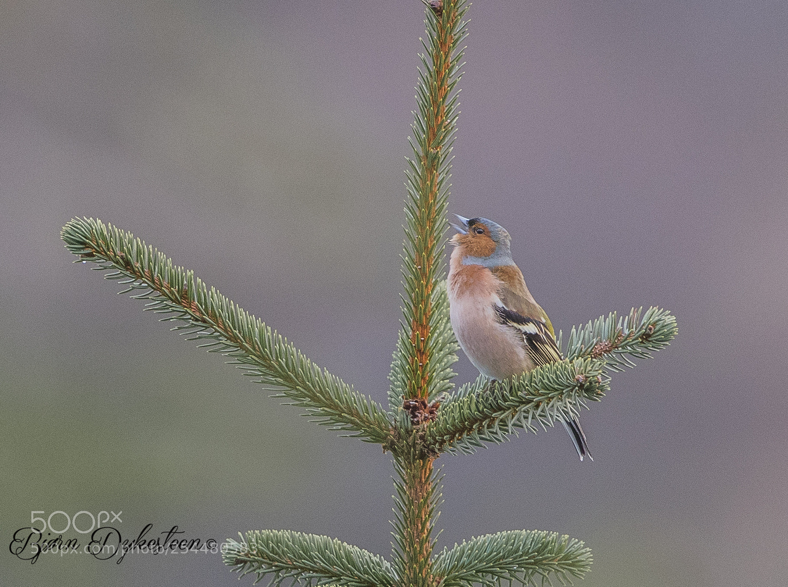 Canon EOS-1D X Mark II sample photo. Chaffinch sings beautiful for photography