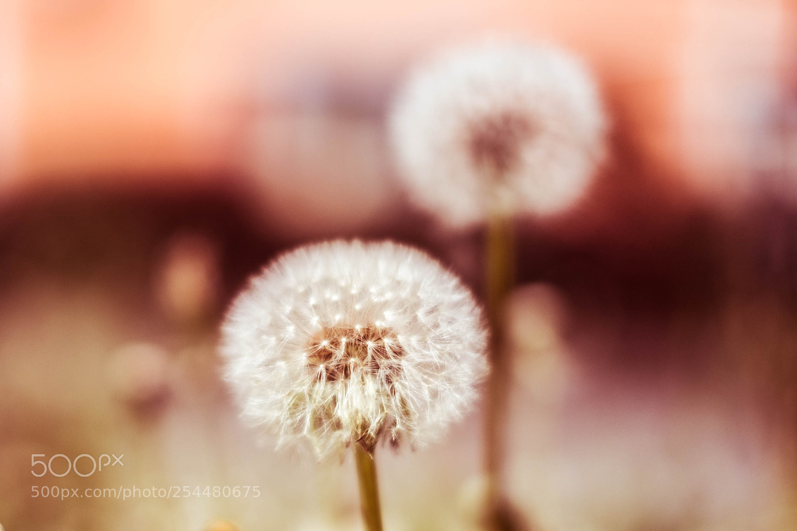 Fujifilm X-E2S sample photo. Primavera photography