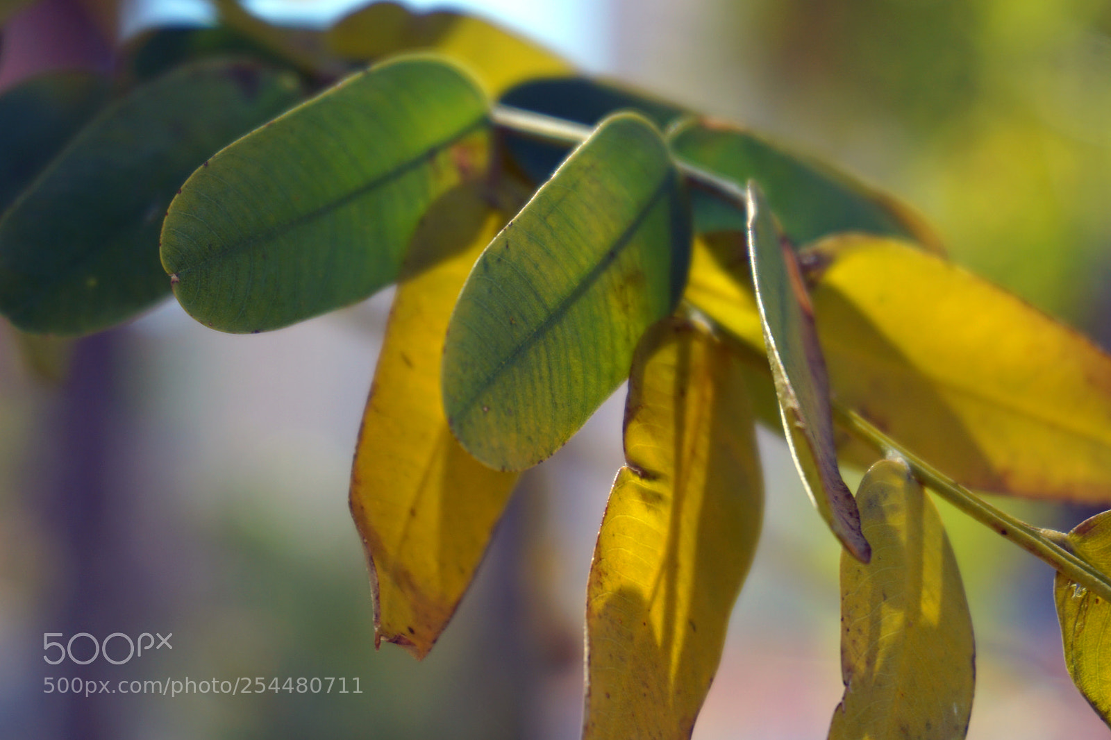 Sony a5100 sample photo. Hojas verdes y amarillas photography