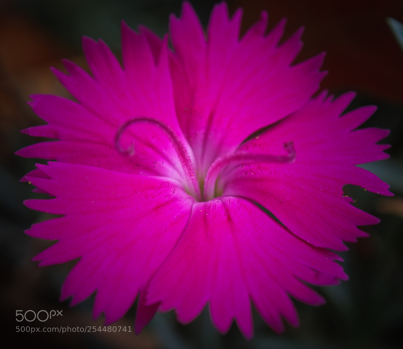Olympus OM-D E-M5 sample photo. Dianthus photography