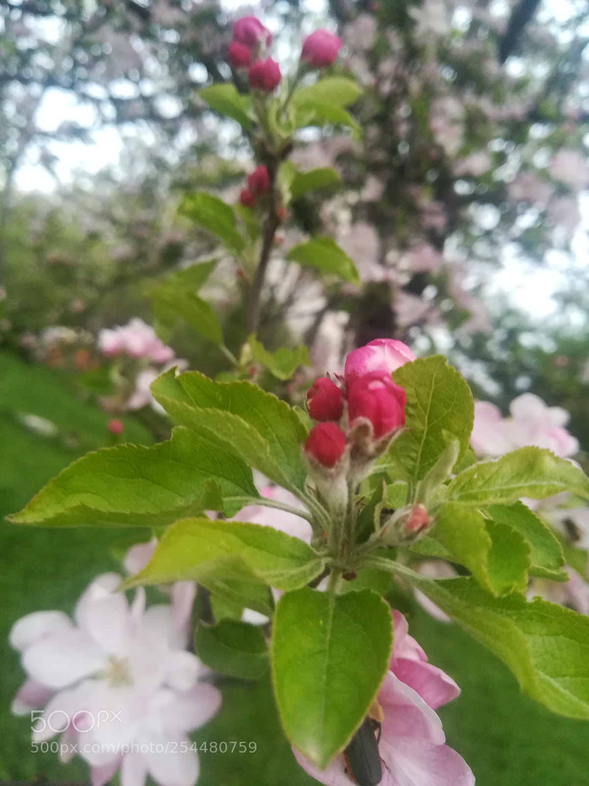 HUAWEI P10 lite sample photo. Untitled photography