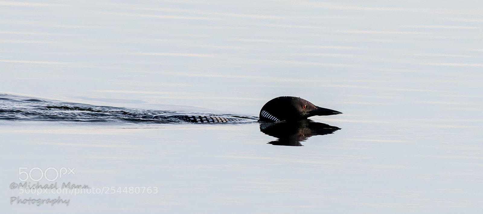 Nikon D850 sample photo. Common loon photography