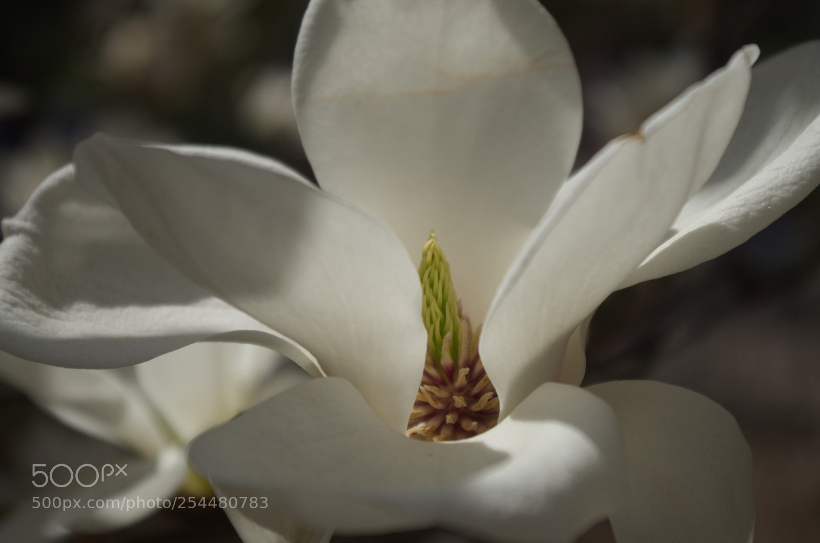 Pentax K-30 sample photo. Magnolia photography