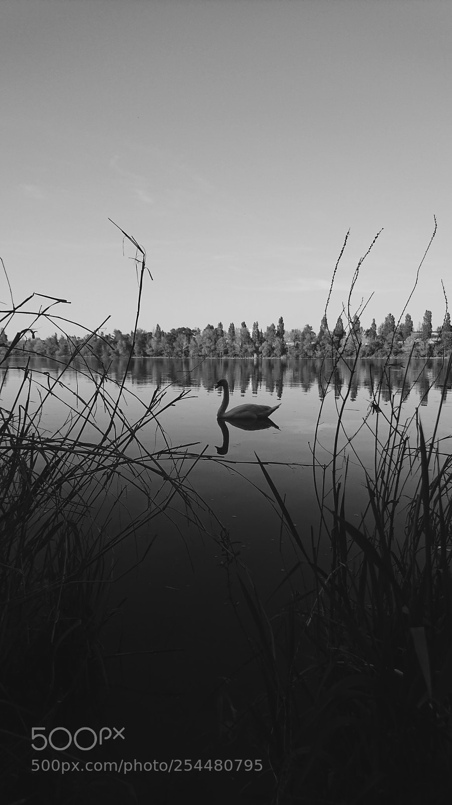 Sony Xperia XZ sample photo. Swan on lake photography