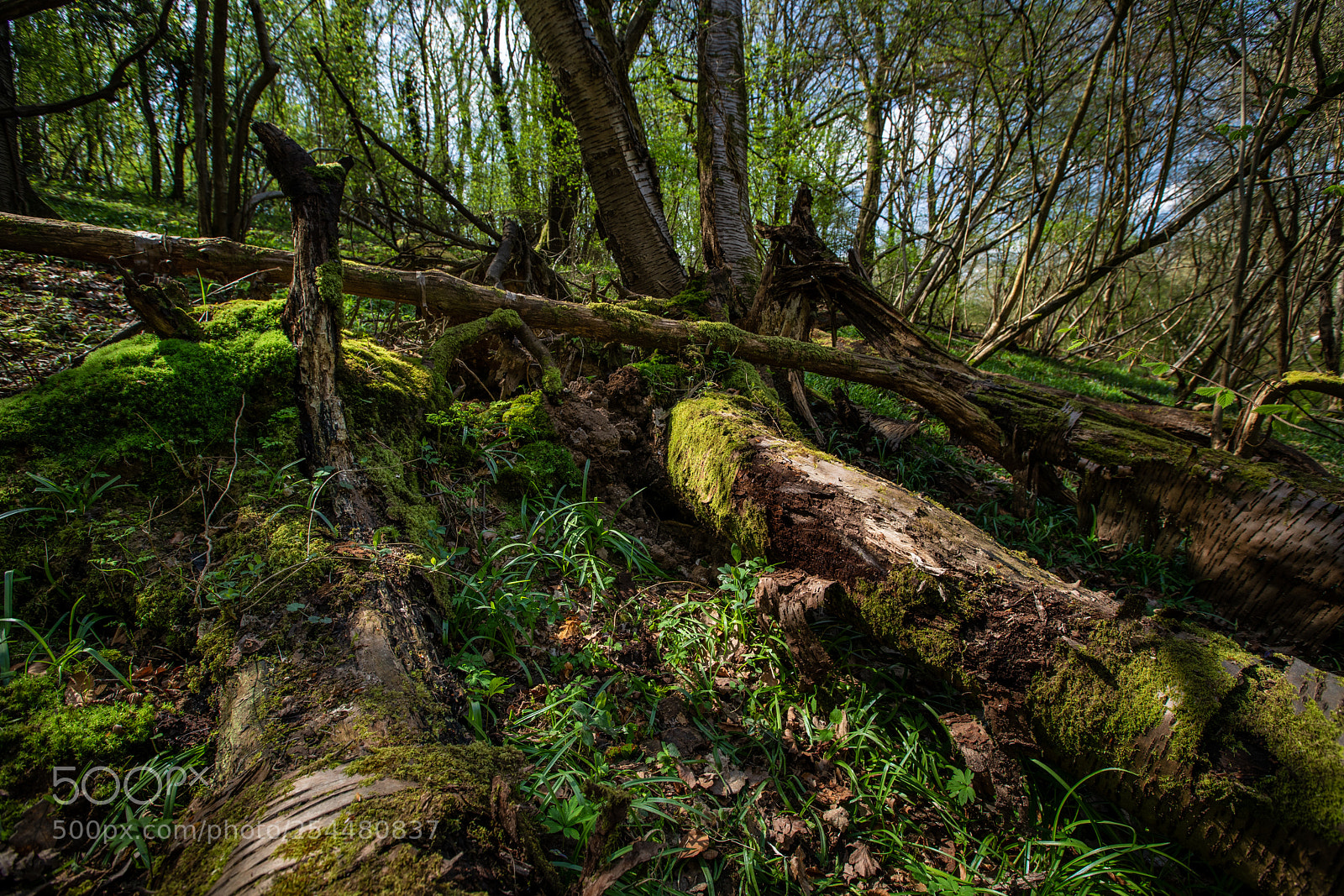 Canon EOS 5D Mark IV sample photo. Woodland floor photography