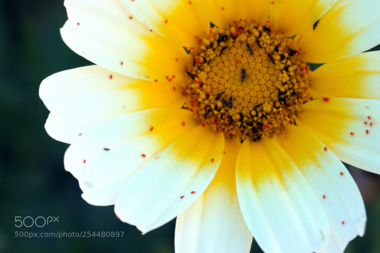 Sony a5100 sample photo. Margarita blanca y amarilla photography