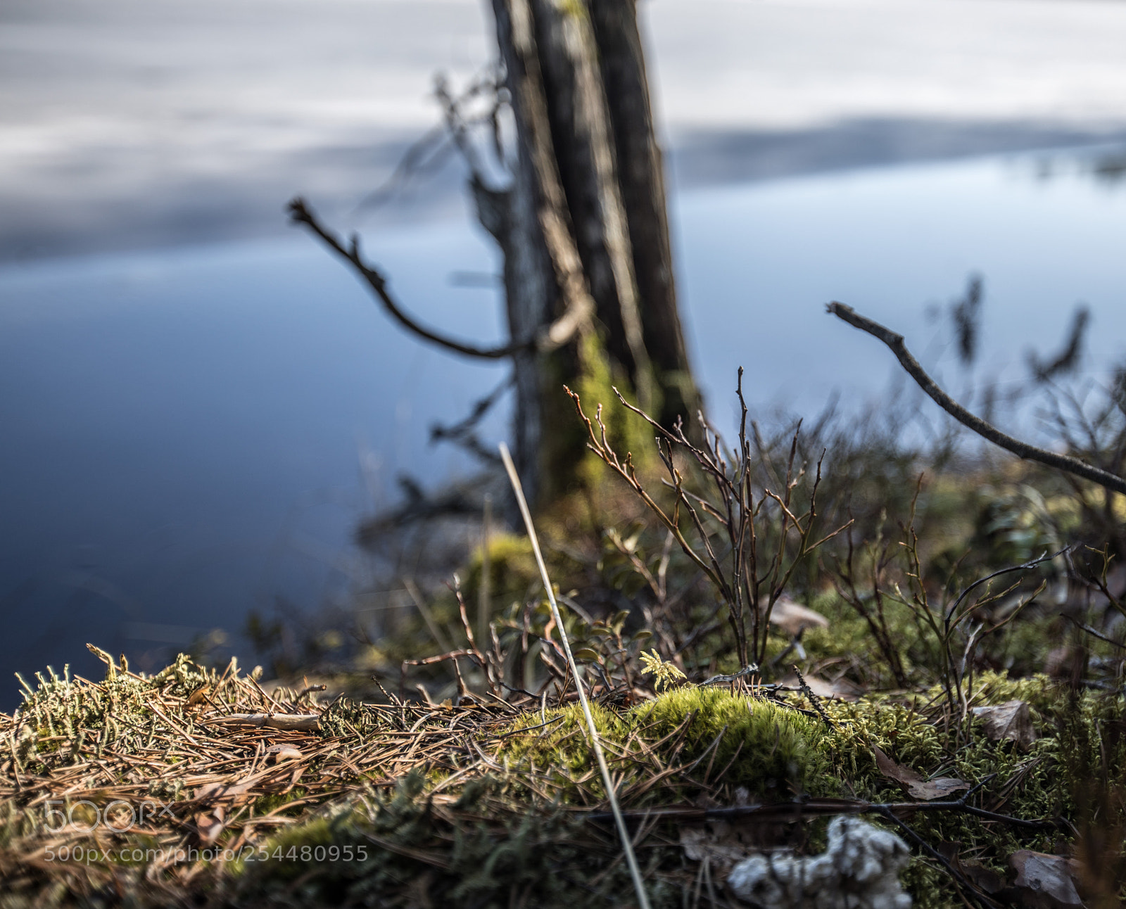 Canon EOS 5D Mark IV sample photo. Finnish forest v photography
