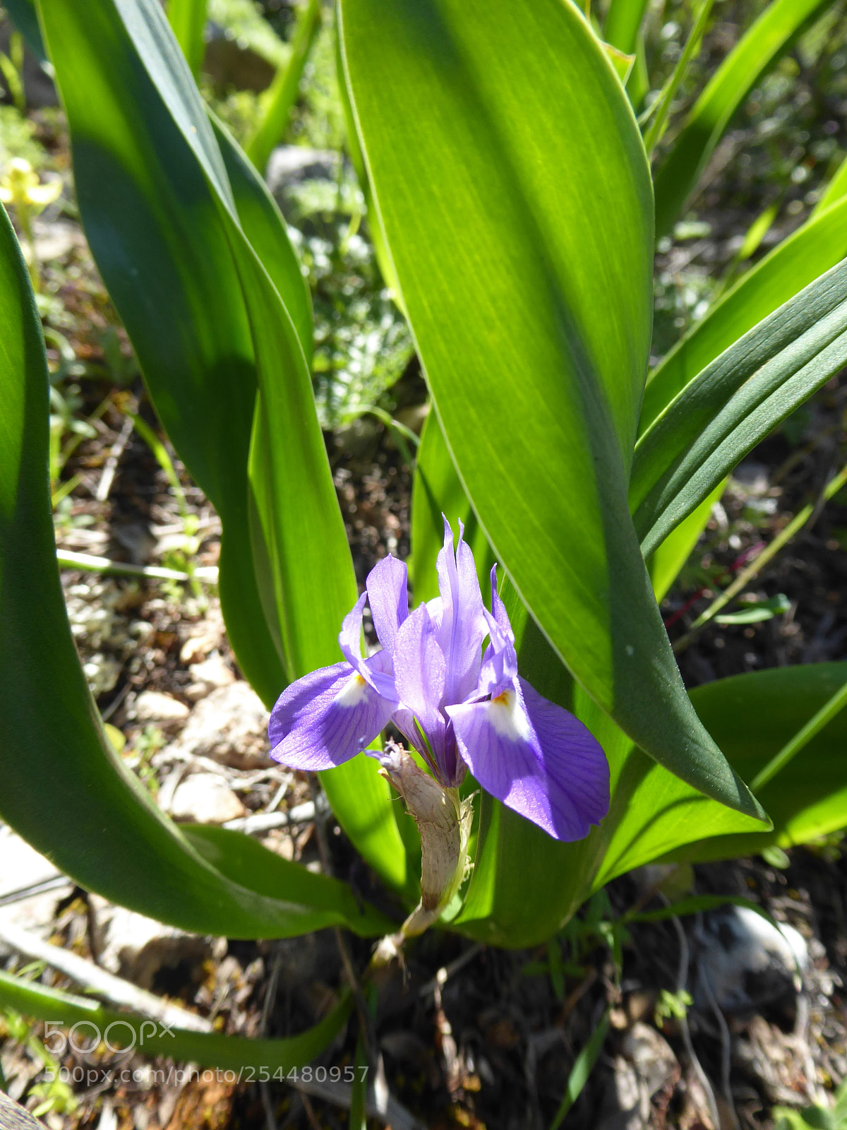 Panasonic Lumix DMC-ZS50 (Lumix DMC-TZ70) sample photo. Intruder... photography