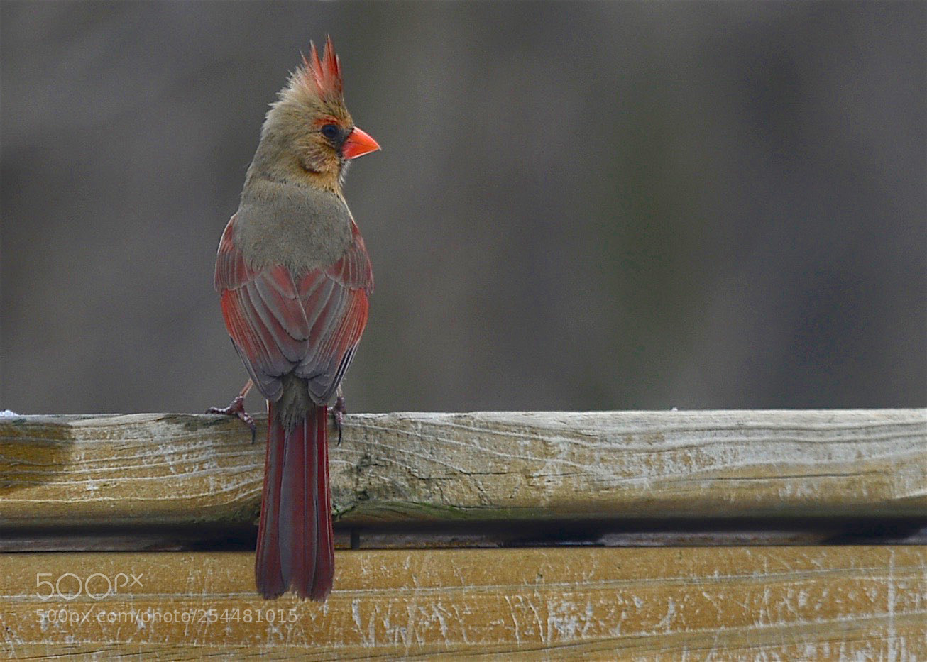 Nikon D800 sample photo. The over the sholder photography