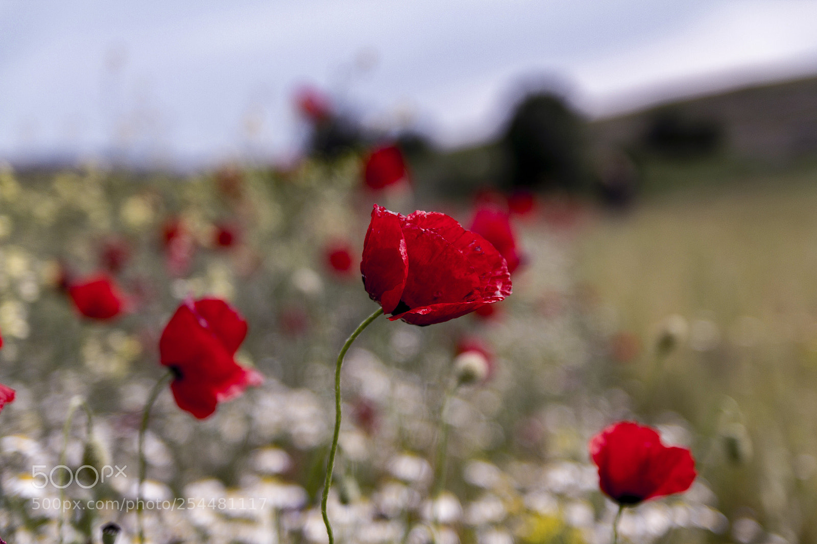 Canon EOS 60D sample photo. Poppy photography