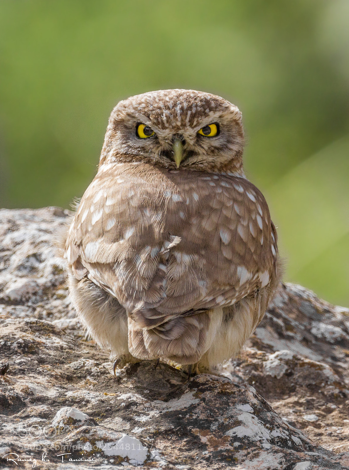 Canon EOS 600D (Rebel EOS T3i / EOS Kiss X5) sample photo. Little owl photography