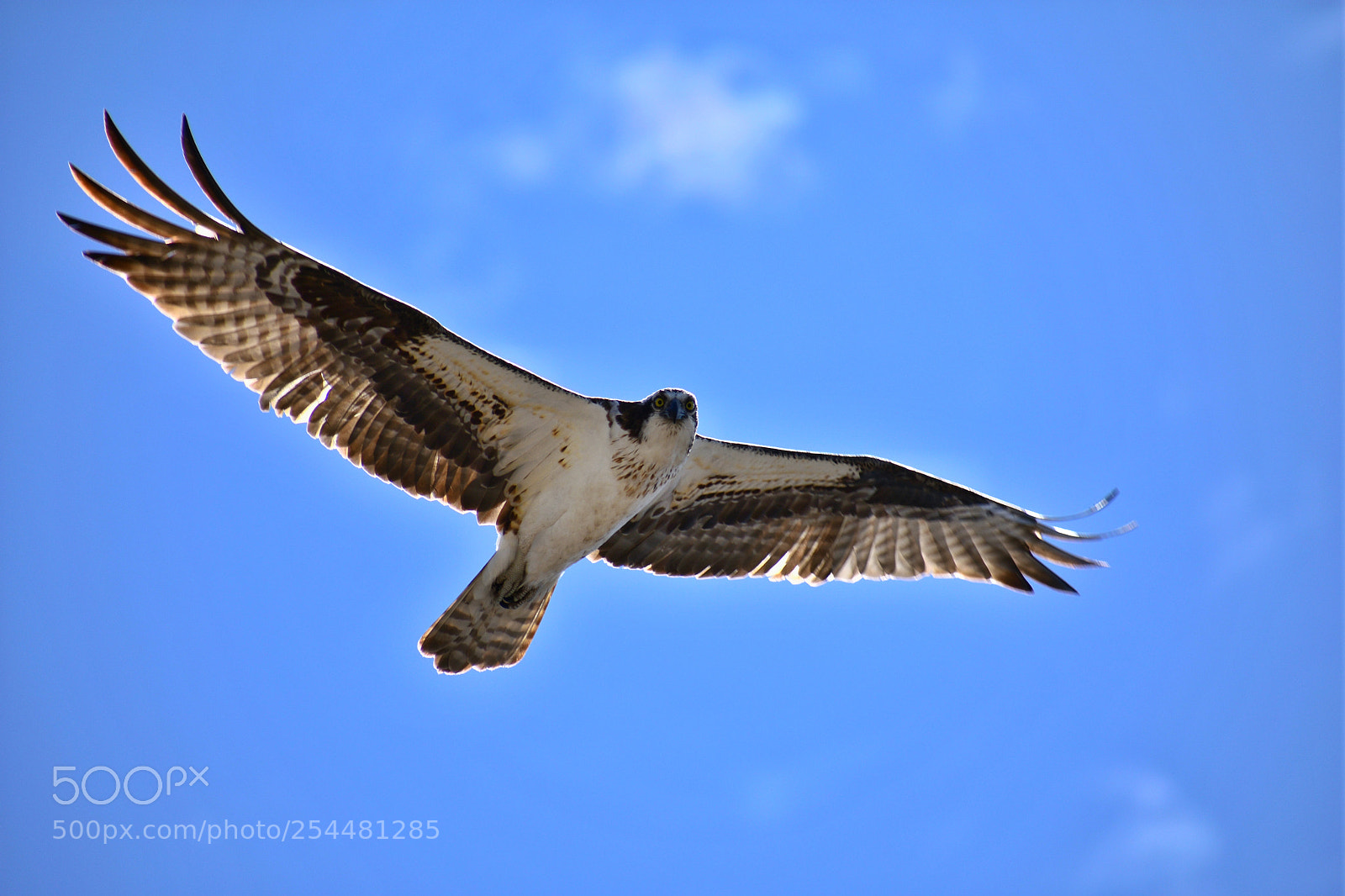 Nikon D3400 sample photo. Peregrine falcon photography