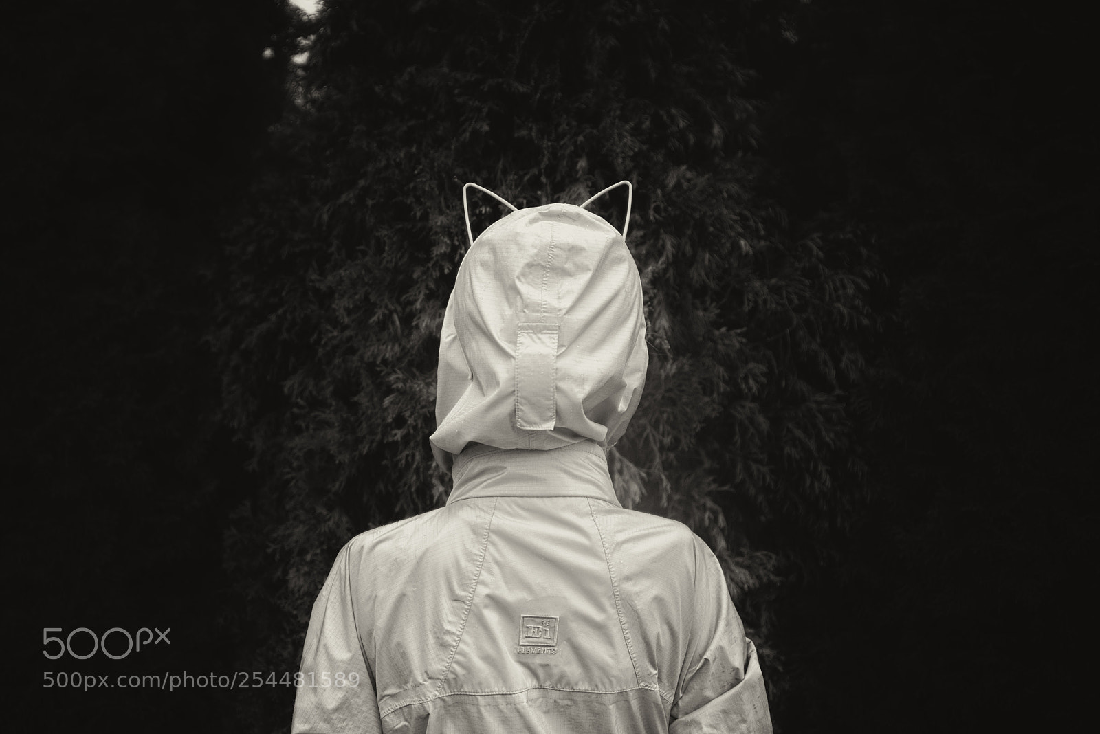 Nikon D800 sample photo. New cat ears photography