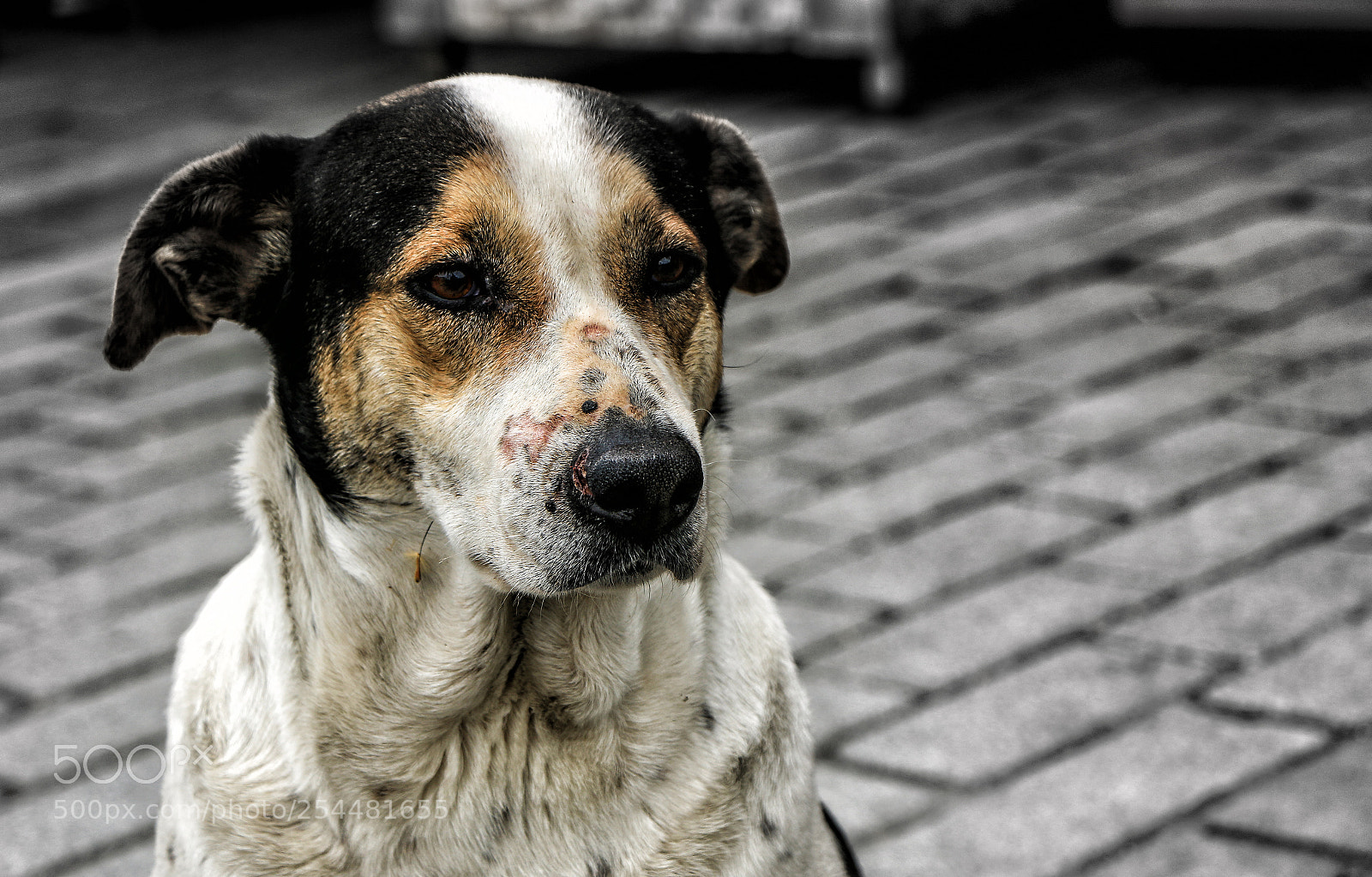 Canon EOS 70D sample photo. Img photography