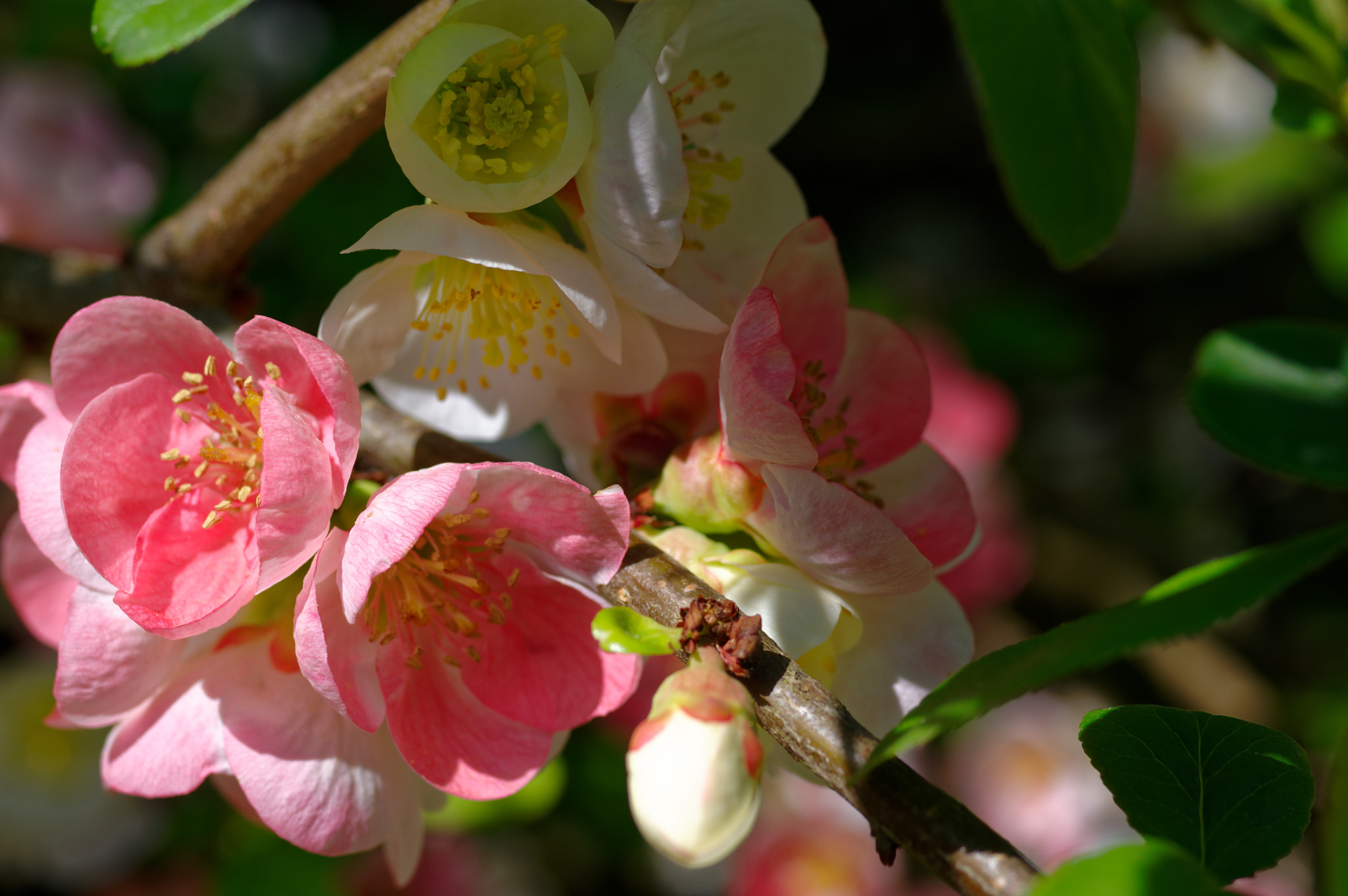 Pentax K-3 II sample photo. Pentax 50 mm macro . flowers, photography