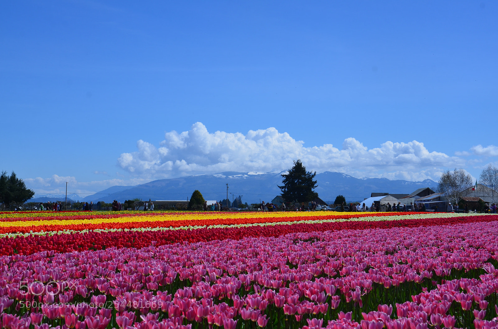 Nikon D7000 sample photo. Skagit valley tulip festival photography