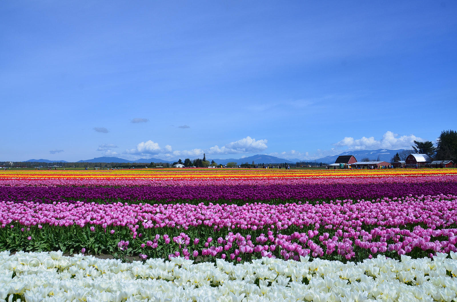 Nikon D7000 sample photo. Skagit valley tulip festival photography