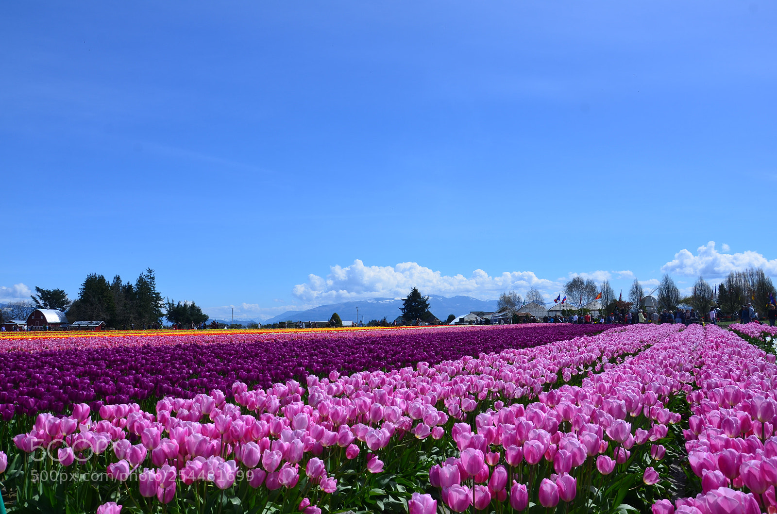 Nikon D7000 sample photo. Skagit valley tulip festival photography
