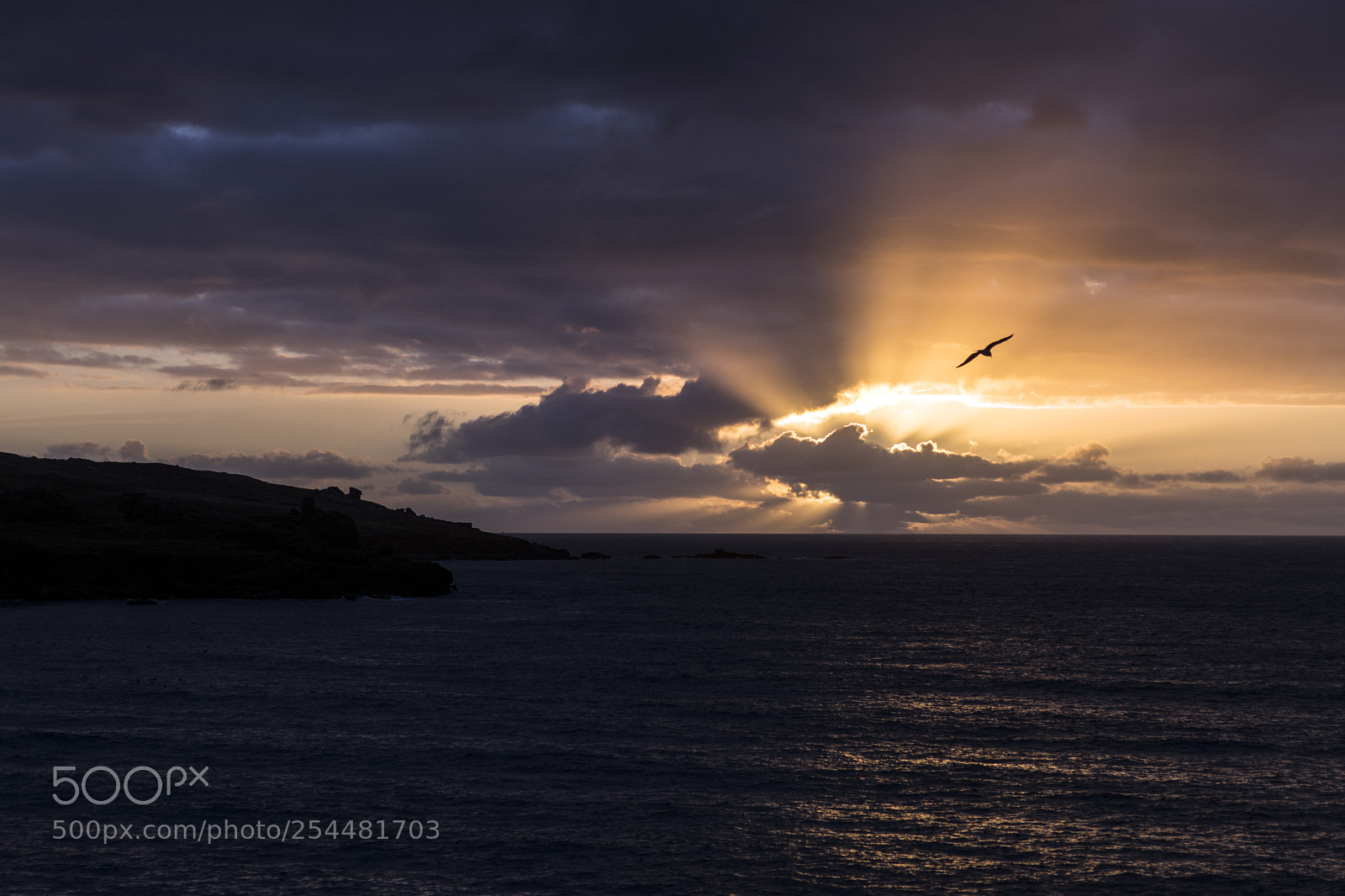 Nikon D7100 sample photo. Freedom in the sky photography