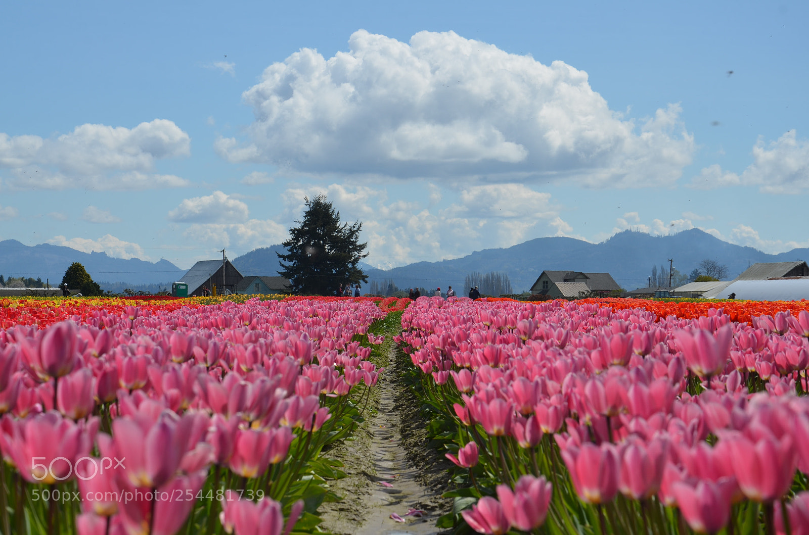 Nikon D7000 sample photo. Skagit valley tulip festival photography