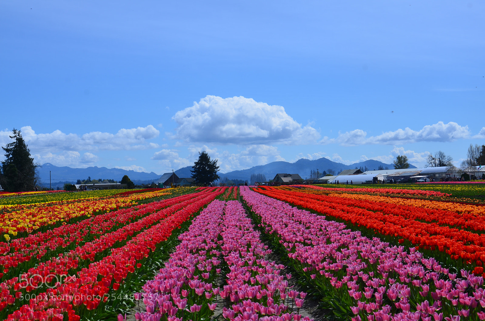 Nikon D7000 sample photo. Skagit valley tulip festival photography