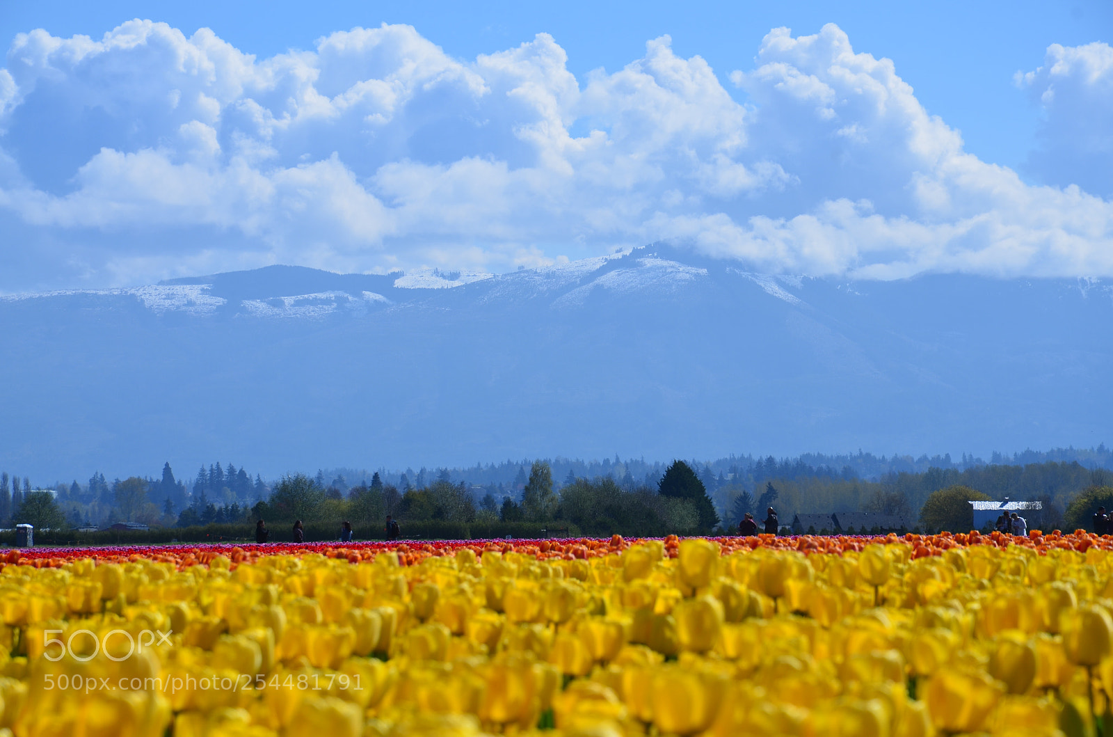 Nikon D7000 sample photo. Skagit valley tulip festival photography