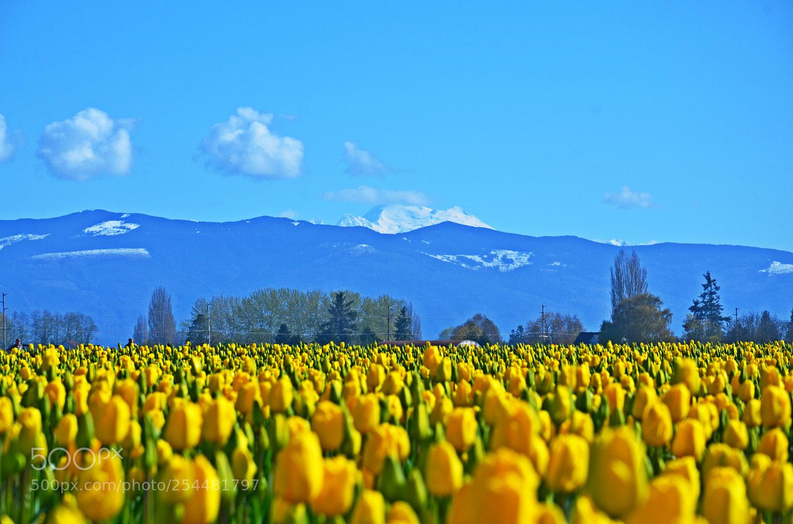 Nikon D7000 sample photo. Skagit valley tulips and photography