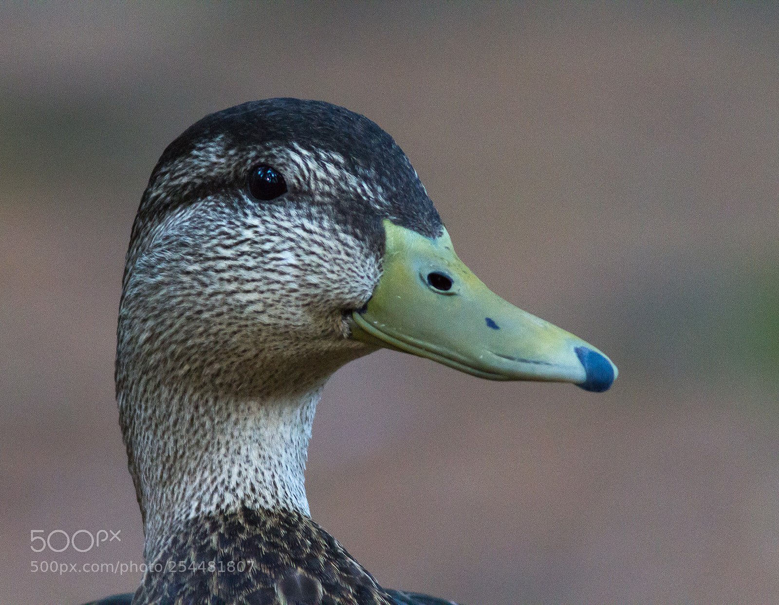 Canon EOS 7D sample photo. Duck potrait photography