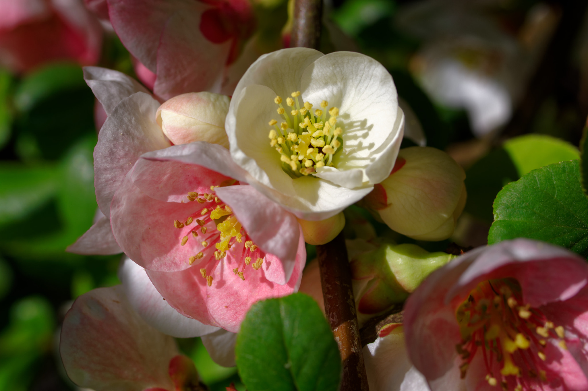 Pentax K-3 II sample photo. Pentax 50 mm macro . flowers, photography