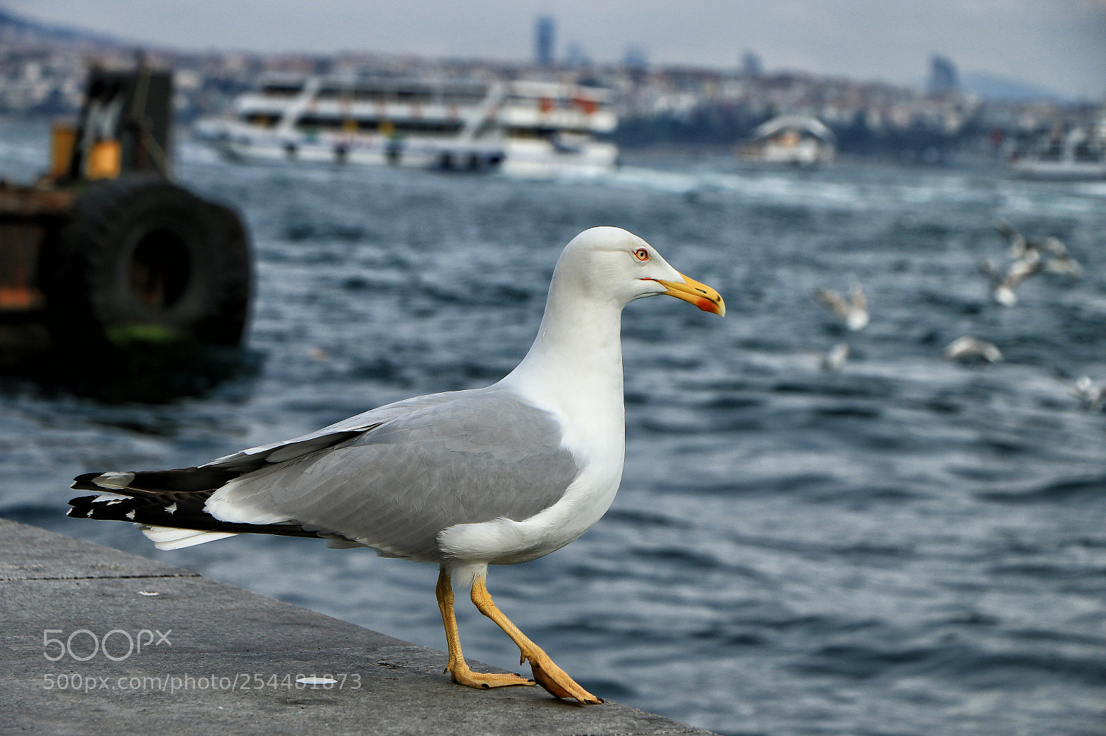 Canon EOS 70D sample photo. Img photography