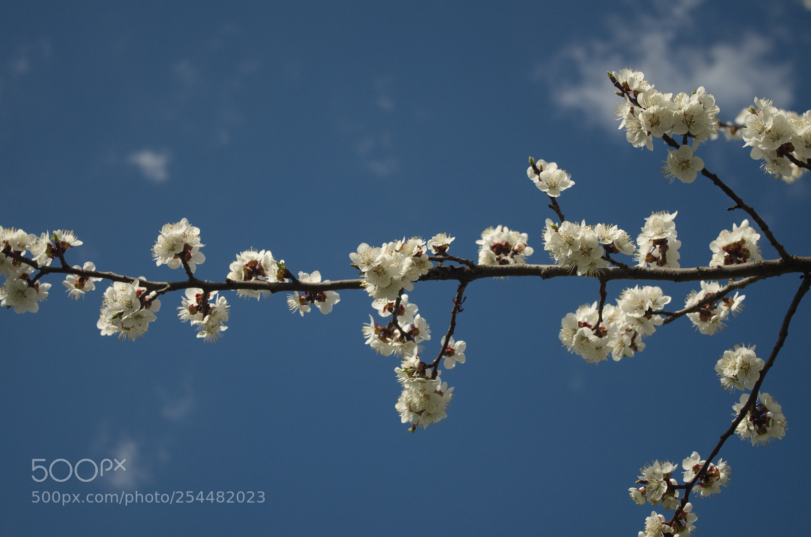 Pentax K-30 sample photo. Spring sky photography