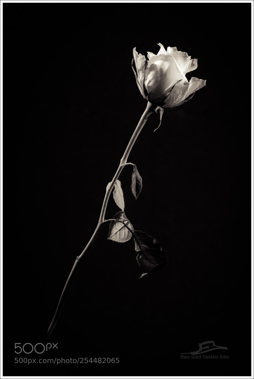 Canon EOS 7D Mark II sample photo. Foating photography