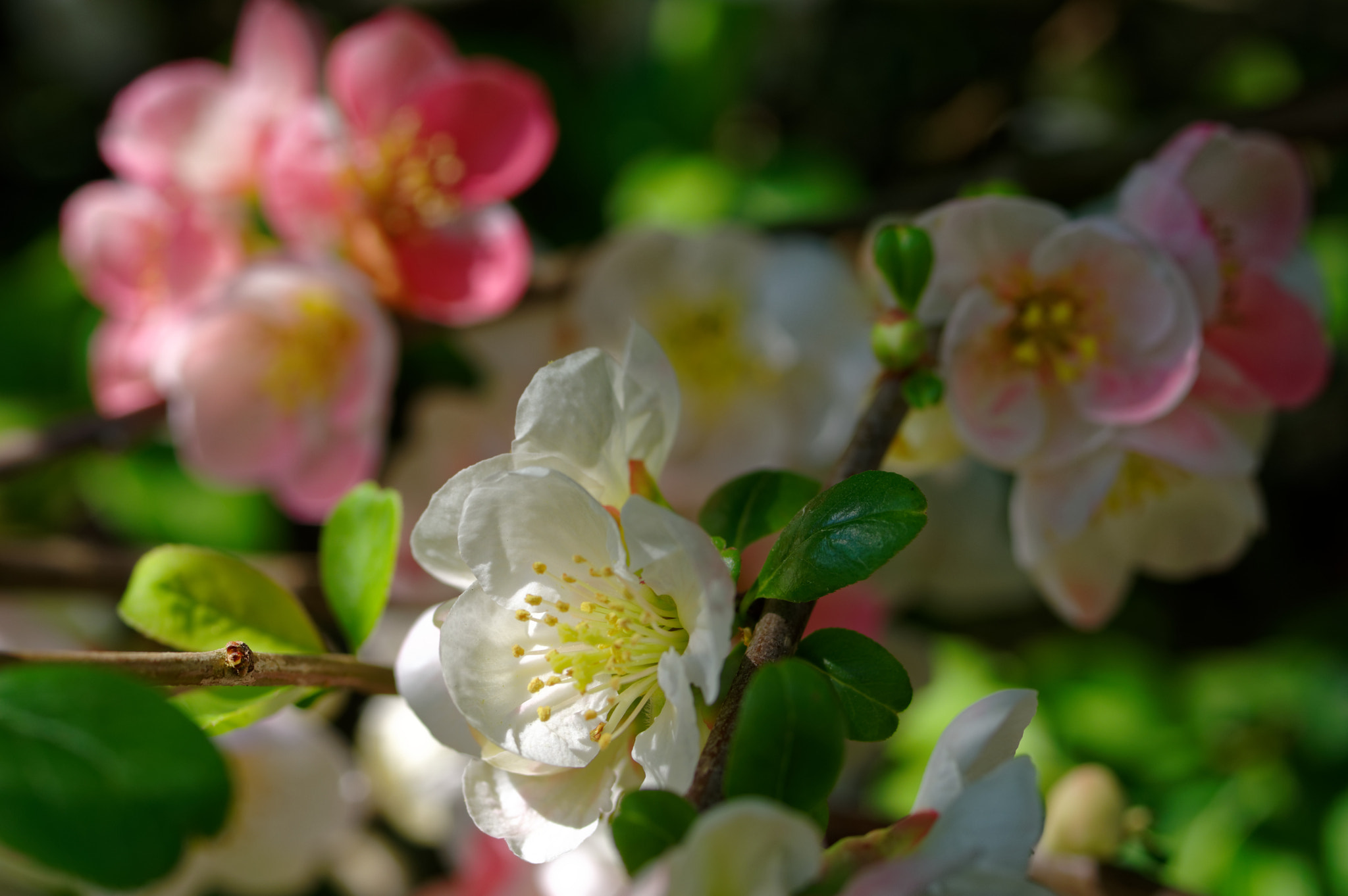 Pentax K-3 II + Pentax smc D-FA 50mm F2.8 Macro sample photo. Pentax 50 mm macro . flowers, photography