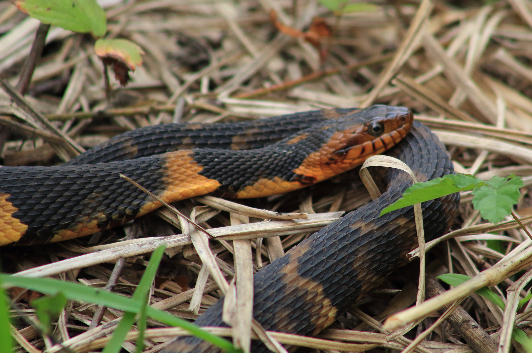 Canon EOS 60D sample photo. Broad banded water snake photography