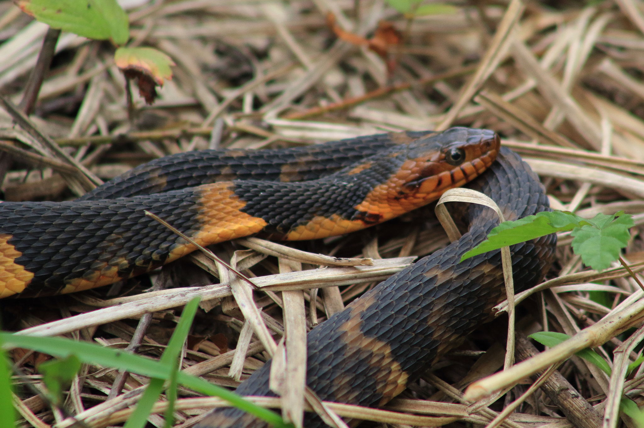 Canon EF 75-300mm f/4-5.6 sample photo. Broad banded water snake photography