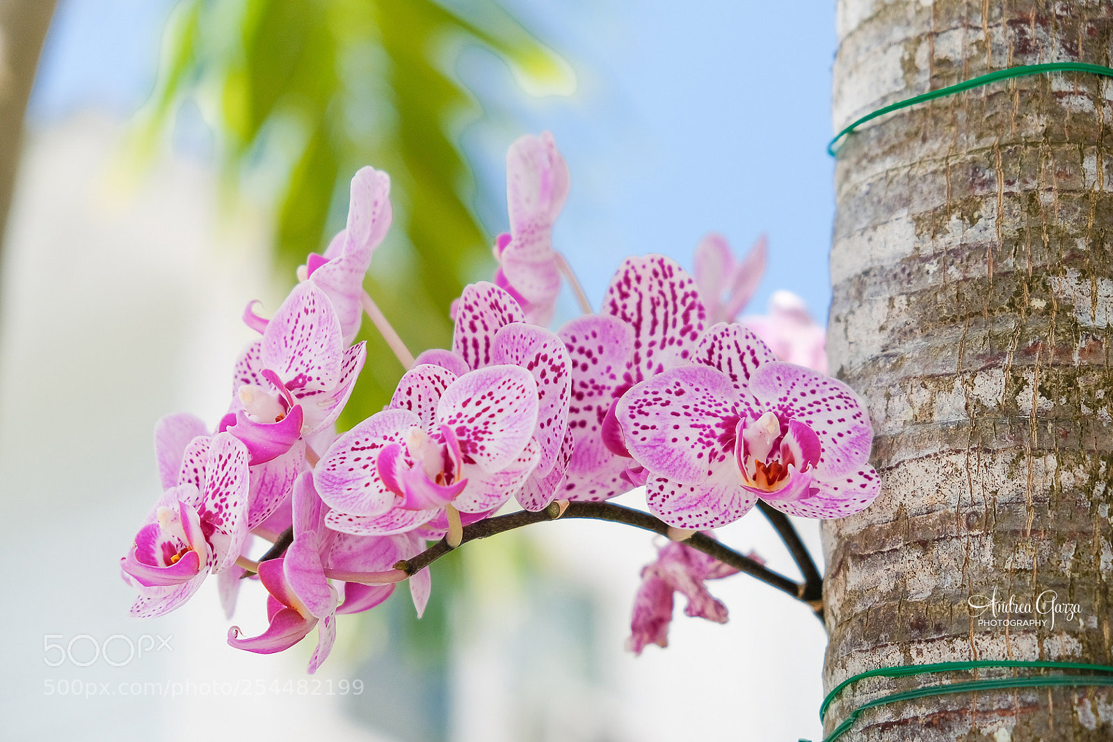 Fujifilm X-T2 sample photo. Key west orchid on photography