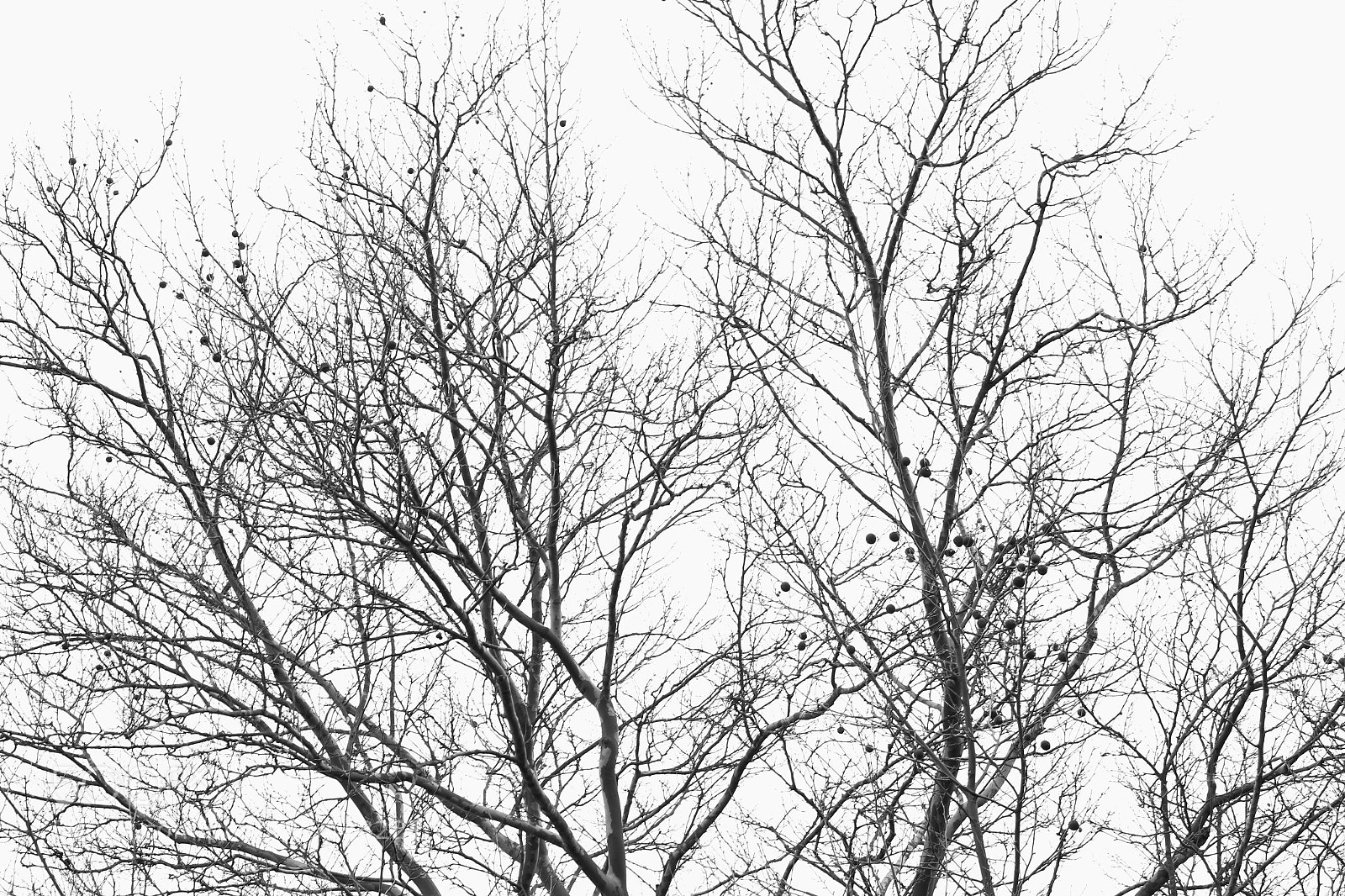 Canon EOS 1300D (EOS Rebel T6 / EOS Kiss X80) sample photo. Before spring. photography
