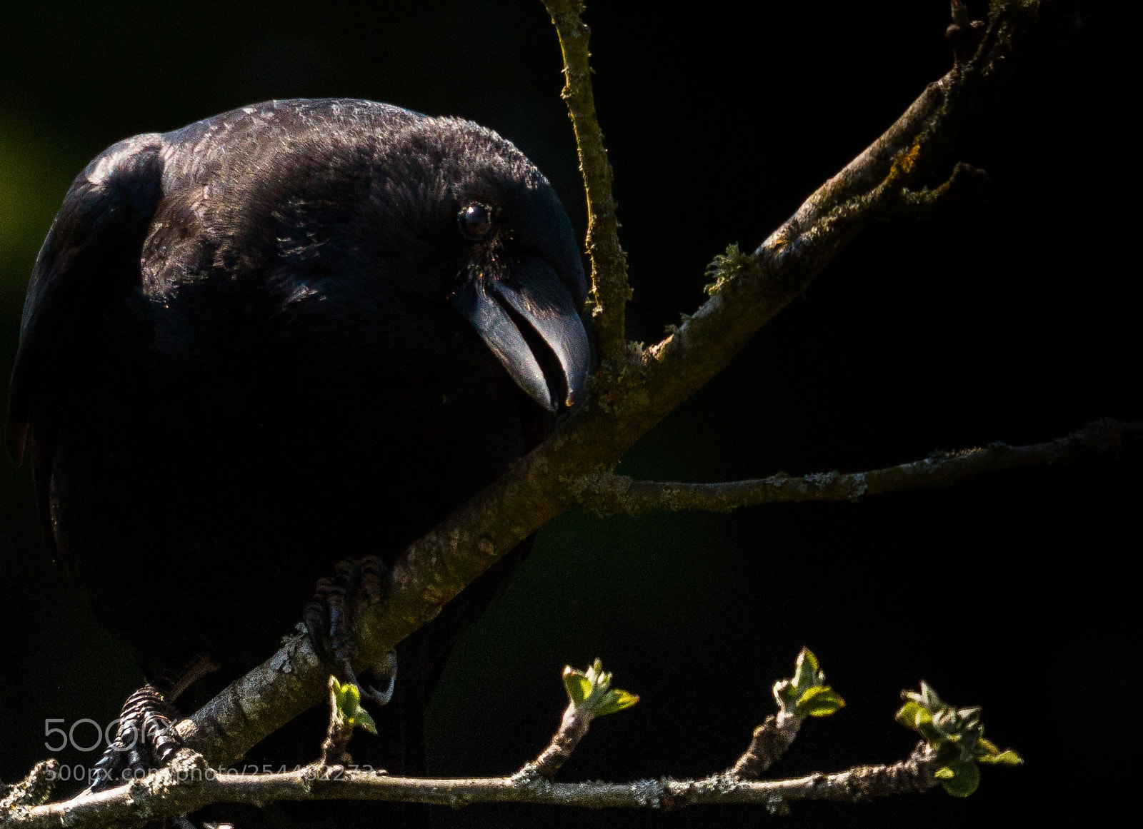Canon EOS 70D sample photo. Raven photography