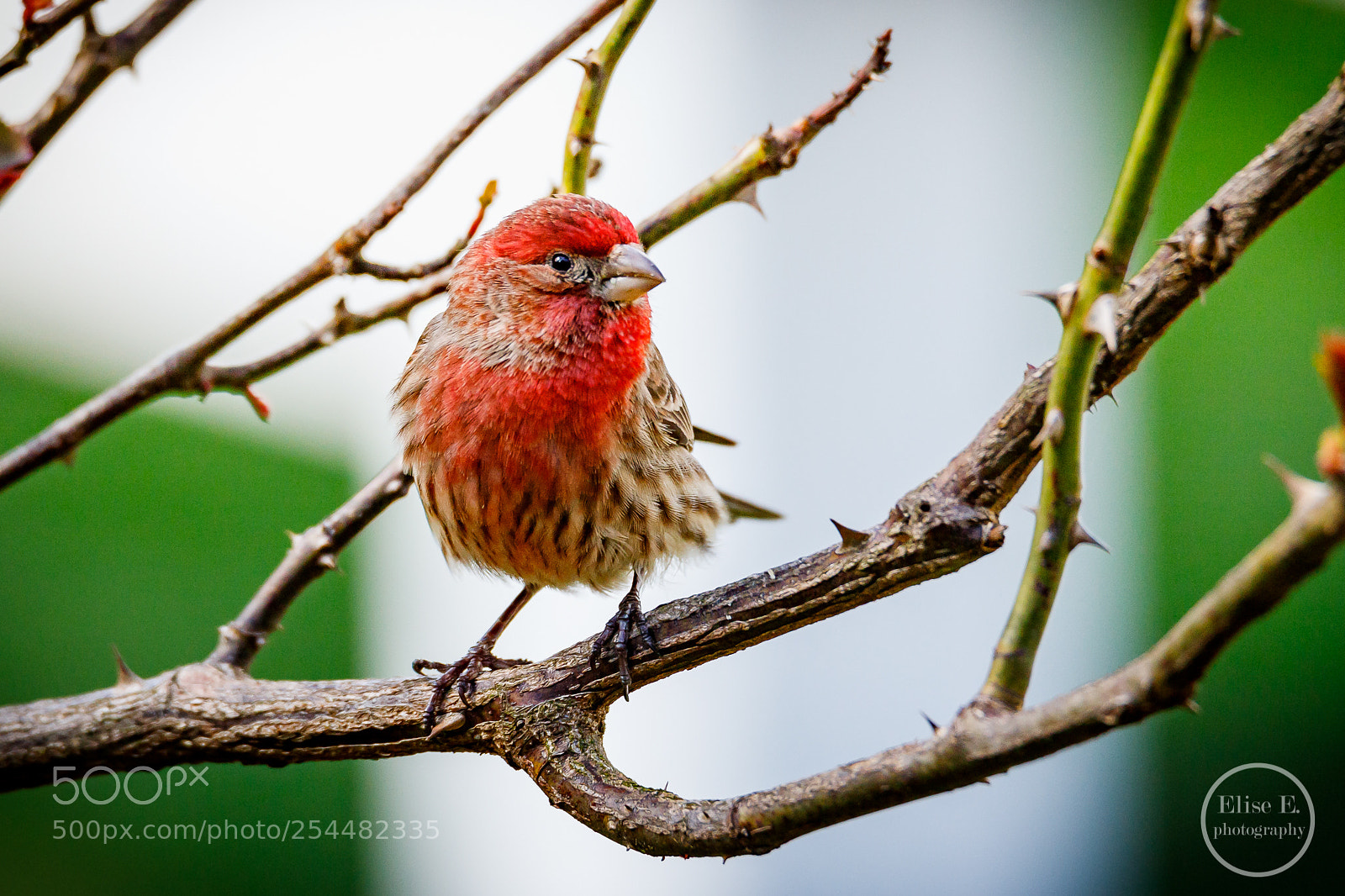 Canon EOS 6D Mark II sample photo. House finch photography