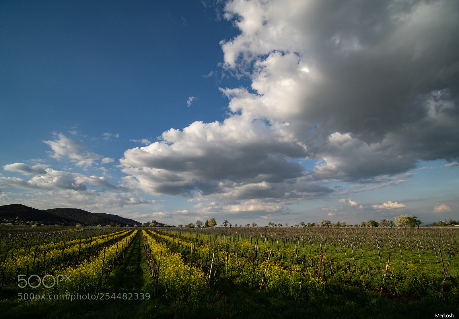 Olympus OM-D E-M1 Mark II sample photo. In der pfalz photography