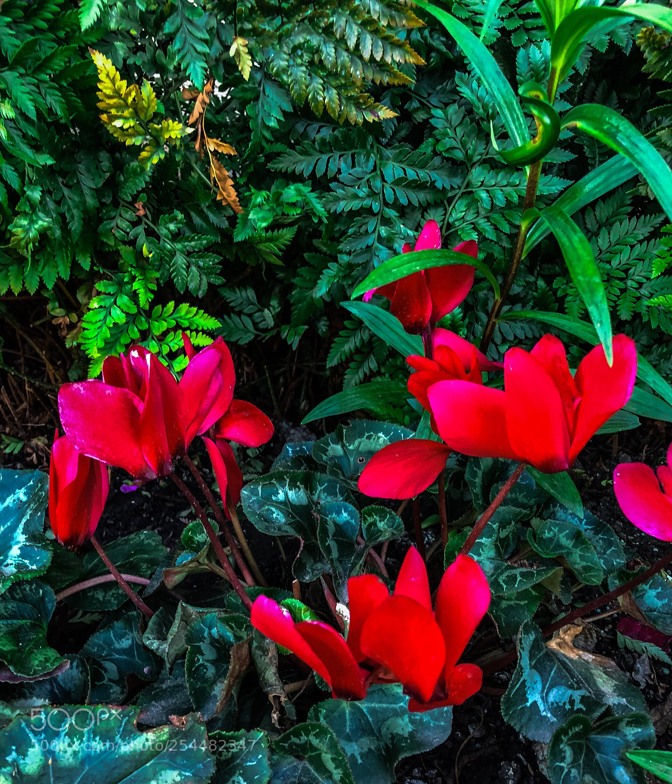 Apple iPhone 8 Plus sample photo. Paradise  photography